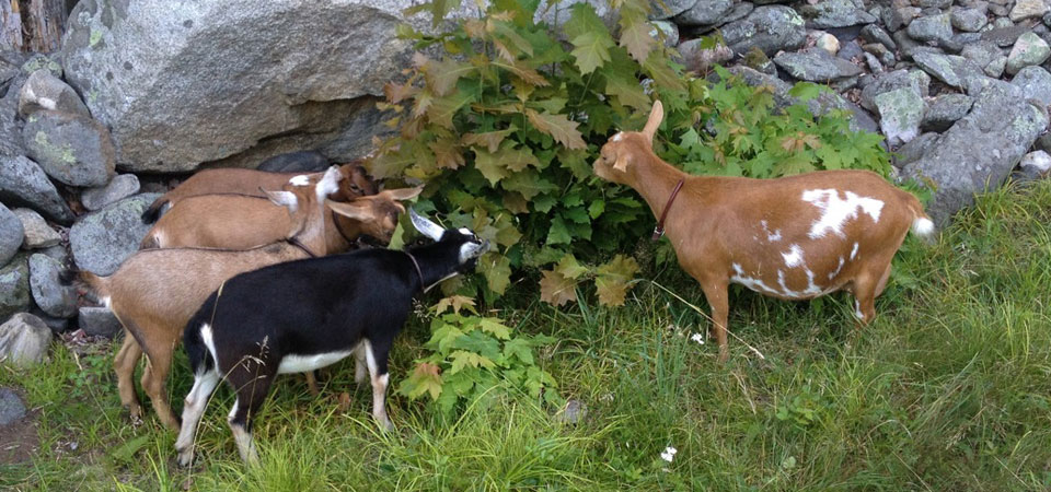 Animals Goats image